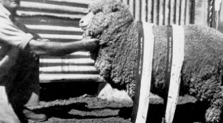 Clarrie Murphy with Red Hills Champion Ewe 1952